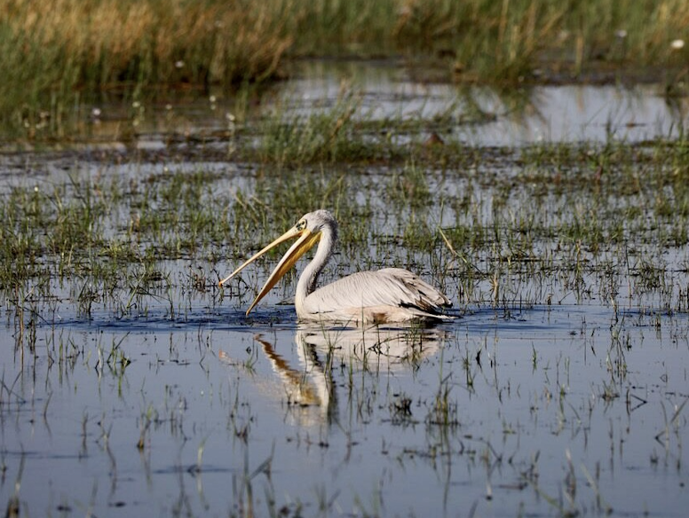 Singita Okavango Delta